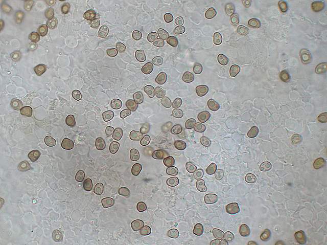 Psathyrella hirtosquamulosa   (Peck)   A. H. Smith